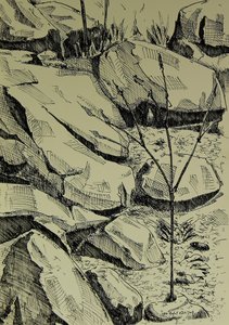 Young Tree Among Rocks