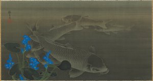 Carp