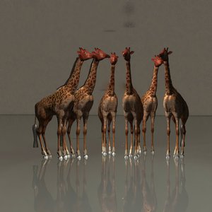 Giraffes in Harmony by Kurt Heppke