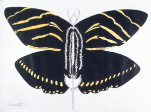 Feathered Butterfly, 2004