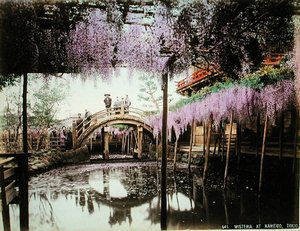 Wisteria at Kameido, Tokyo
