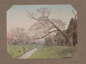 People and Cherry Blossoms on Either Side of a Stream in Koganei, Tokyo, Japan