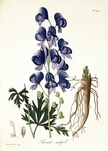 Aconitum Napellus from 