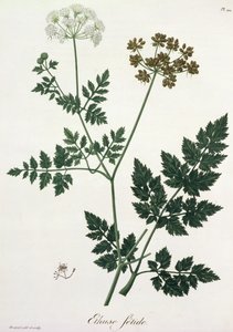 Aethusa Cynapium from 
