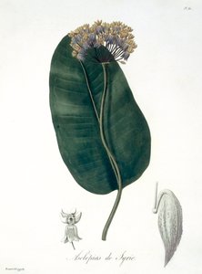 Asclepias Syriaca from 