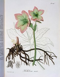 Helleborus Niger from 