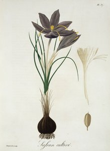 Saffron Crocus from 