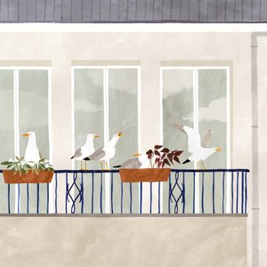 Seagull Season