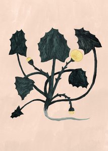 Unknown Plant