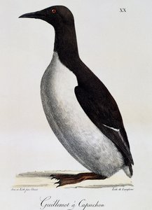 Common Guillemot, from Voyage pittoresque autour du monde by Langlume Langlume
