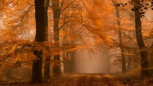 Misty Autumn Forest Path by Lars van de Goor †