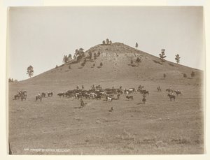 Working a Little Bunch in the Hills, c. 1900