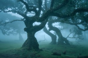 Ancient Order by Lee Cooper