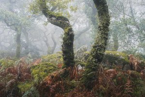 Awakening by Lee Cooper
