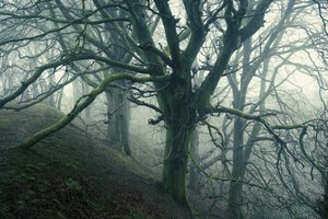Forest Spider by Lee Cooper