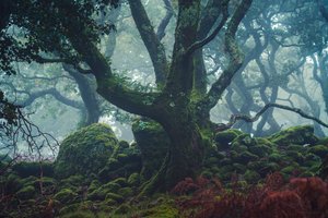 Frosted Light by Lee Cooper