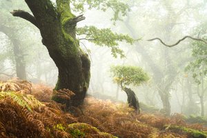 Hollowborn by Lee Cooper