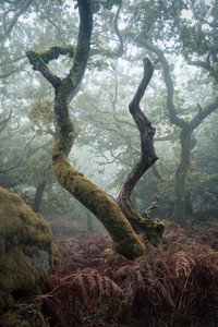 Lantern in the Trees by Lee Cooper