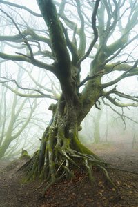 Spring Unfolds by Lee Cooper