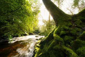 Twilight Grove, 2024