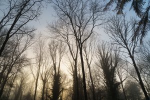 Woodland Reverie, 2023