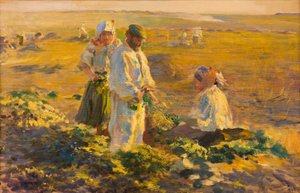 Beet-lifting