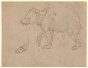 A Bear Walking by Leonardo da Vinci