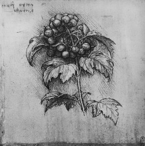 A Spray of a Plant