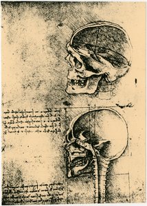 Anatomical Sketch, Two Studies of a Human Skull, c1489 by Leonardo da Vinci