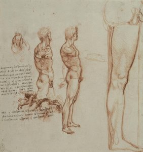 Anatomy Studies