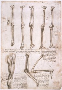 Anatomical Studies