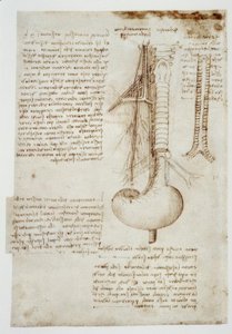 Anatomy Studies by Leonardo da Vinci