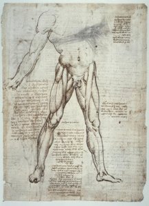 Anatomy Studies