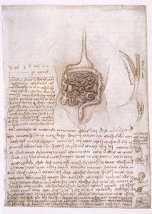 Anatomy Studies by Leonardo da Vinci