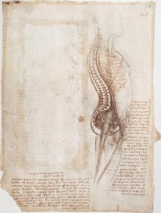 Anatomy Studies: Spine by Leonardo da Vinci