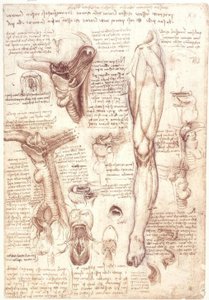 Anatomy Studies: Tongue, Throat, Larynx, and Esophagus by Leonardo da Vinci