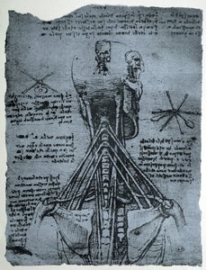 Bone Structure of the Human Neck and Shoulder by Leonardo da Vinci