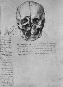 Drawing of Two Halves of a Skull by Leonardo da Vinci