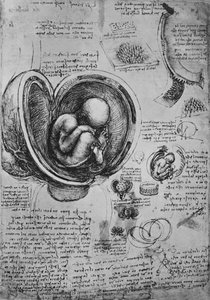 Drawings of an Embryo in the Uterus, c1480 by Leonardo da Vinci