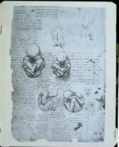 Five Views of a Foetus in the Womb, Facsimile Copy by Leonardo da Vinci