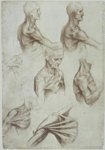 Leonardo / Neck-Shoulder Musculature / f. 136v