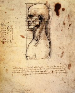 Male Head in Profile with Proportions