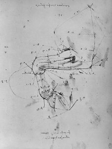 Measured Drawing of the Near Fore-Leg of a Horse by Leonardo da Vinci