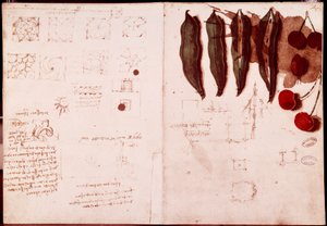 Notes and Sketches of Botany and Geometry by Leonardo da Vinci
