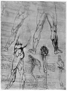 Studies in Comparative Anatomy by Leonardo da Vinci