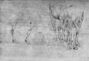 Studies of Horses Grazing