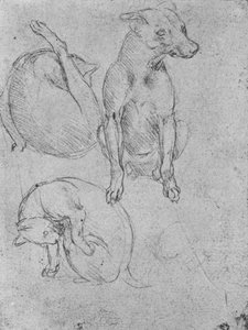 Studies of a Dog and of a Cat by Leonardo da Vinci