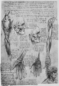Studies of the Muscles of the Face and Arm by Leonardo da Vinci