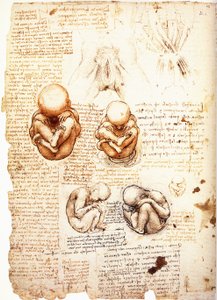 Studies on the Fetus and the Structure of the Genitalia and Pelvic Muscles of Women