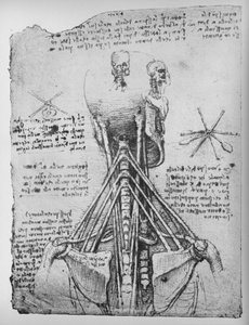 Study of the Back View of a Skeleton, Showing the Tendons of the Neck by Leonardo da Vinci